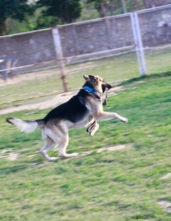 Bark n walk Dog Boarding Service in Delhi NCR