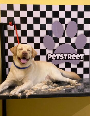 Petstreet Store Grooming and Veterinary Clinic