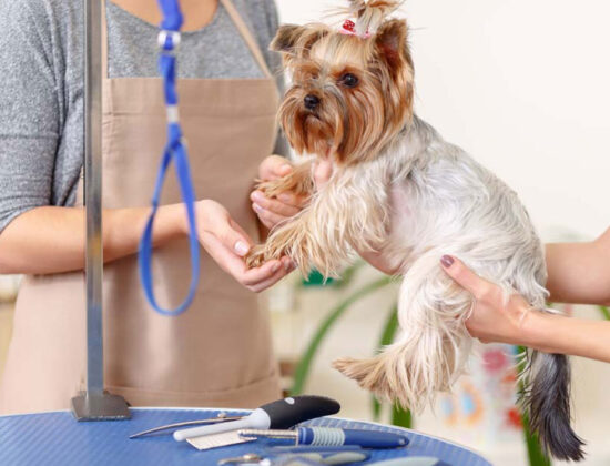 Cure & Heal Pet Clinic