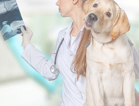 Cure & Heal Pet Clinic