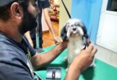 Zoom Groom Pets