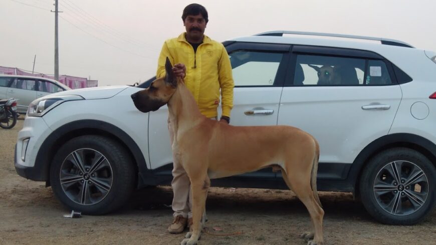 Gopal Singh Dog Training & Boarding5y