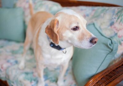 Lab-hound-mix-dog-stands-on-the