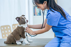 dog-insurance-services-petsouk-1