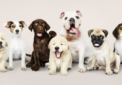 group-portrait-adorable-puppies