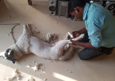 pet-grooming-and-cutting-noida-s