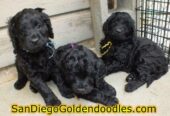 San Diego Goldendoodles