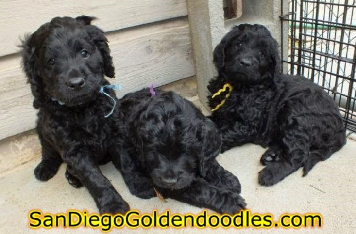 San Diego Goldendoodles