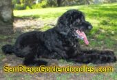 San Diego Goldendoodles